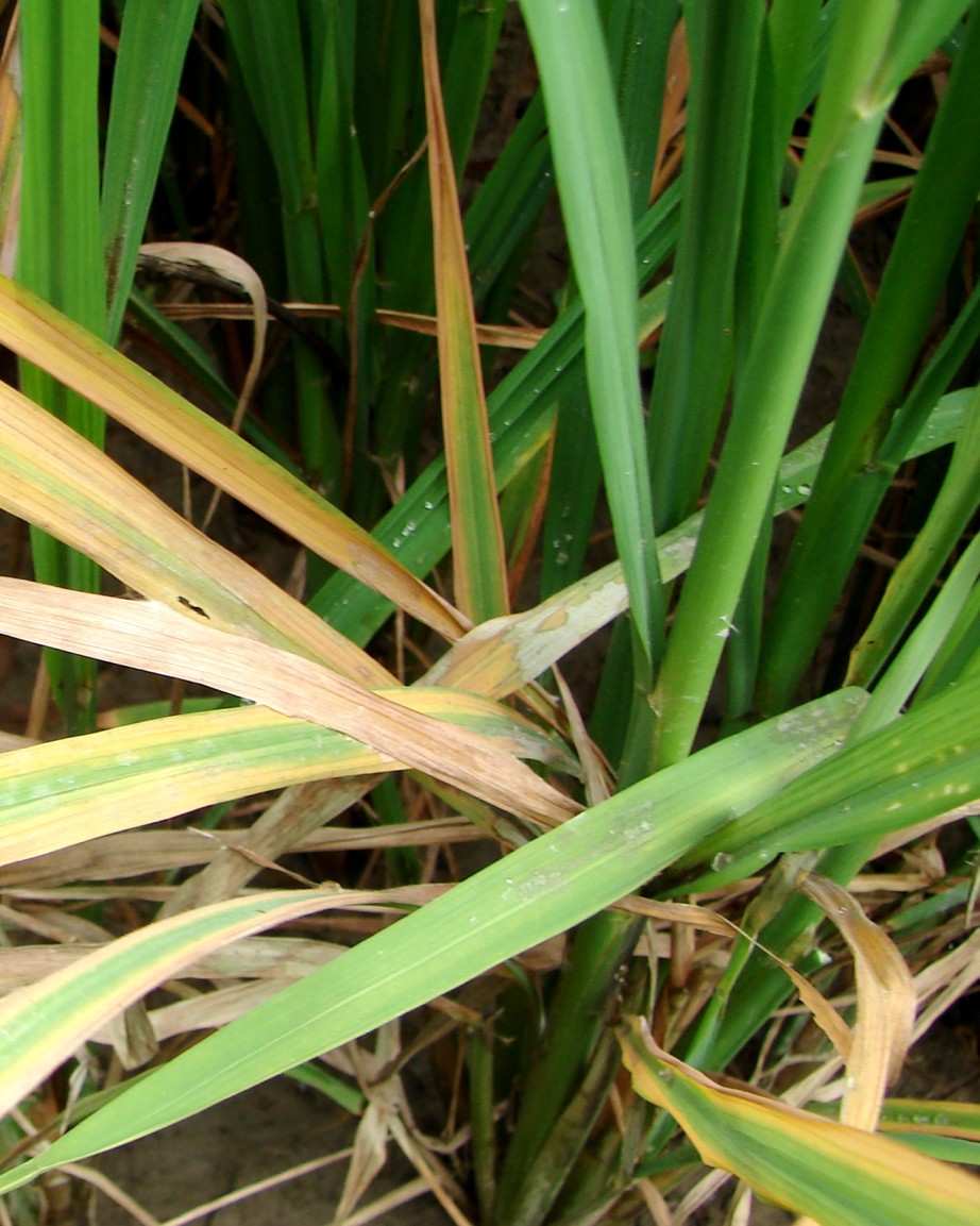 Nutrient Management Practices for Good Rice Yields: Potassium